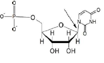. Sketch the nucleotide being described: it uses a monosaccharide present in RNA, and a nitrogenous