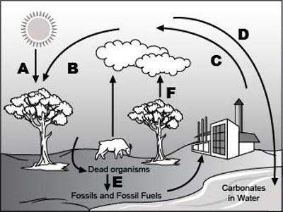 Analyze the given diagram of the carbon cycle below. an image of carbon cycle is shown.