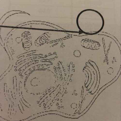 12. the organelle in the circle, which provides energy for the cell is (7.12d) x golgi b