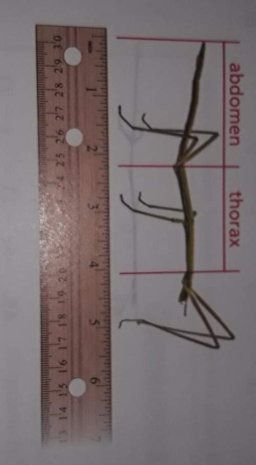 The diagram shows an insect called a walking stick use the ruler to estimate the length of the abdom