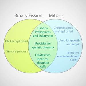 The venn diagram below shows similarities and differences between binary fission and mitosis. what i