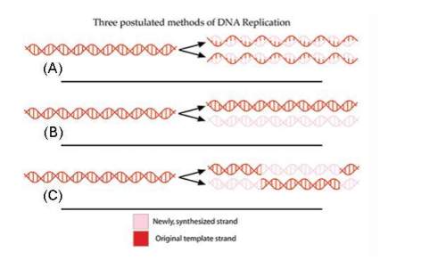 The meselson-stahl experiment demonstrated that dna replication is semi conservative in the figure s