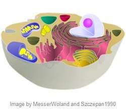 What type of cell is pictured here? how do you know?  write your answer and reasoning i