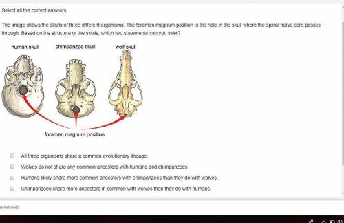 The image shows the skulls of three different organisms. The foramen magnum position is the hole in