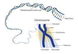 Somatic cells in elephants have 56 chromosomes. How many chromosomes would be carried by the gametes