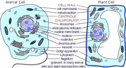 Humans and plants have the same type of cells?