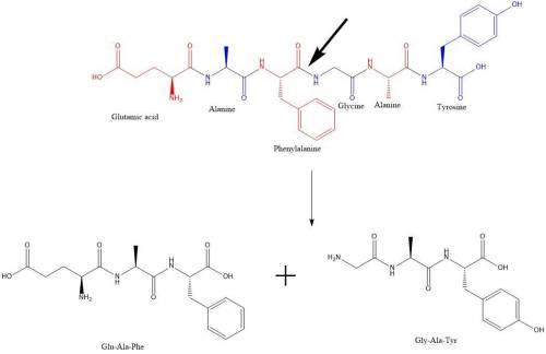 Indicate the peptides that would result from cleavage by the indicated reagent: a. Gly-Lys-Leu-Ala-C