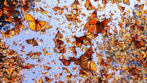 To measure Monarch butterfly migration,

scientist tag and release 100 butterflies in
Kansas and Mis