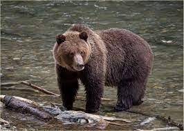 Which describes a grizzly bear’s habitat? all the biotic factors in the ecosystem all the abiotic fa