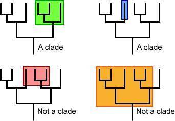 How is a clade differentiated from another clade