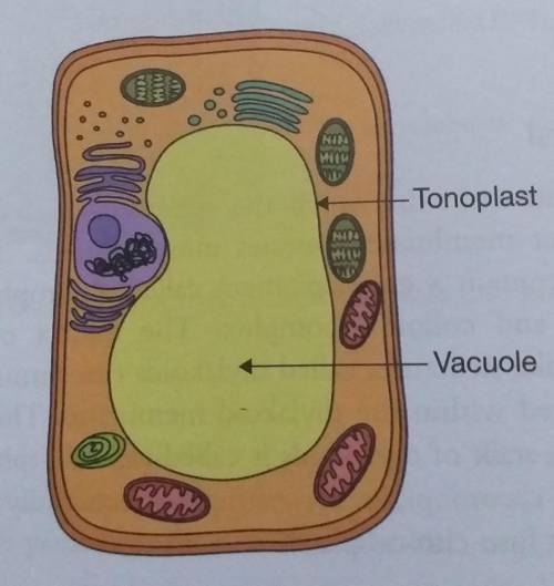 Which is a primary function of a vacuole in a cell?

O A. enzyme production
O B. protein synthesis
O