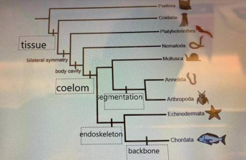 Drag each characteristic to the correct location on the phylogenetic tree. Complete the phylogenetic