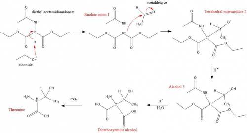A variation of the acetamidomalonate synthesis can be used to synthesize threonine. The process invo