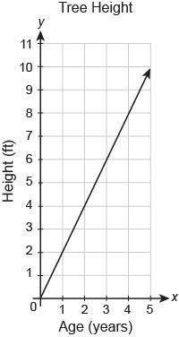 The graph shows the relationship between the height of a tree and its age in years. What is the unit