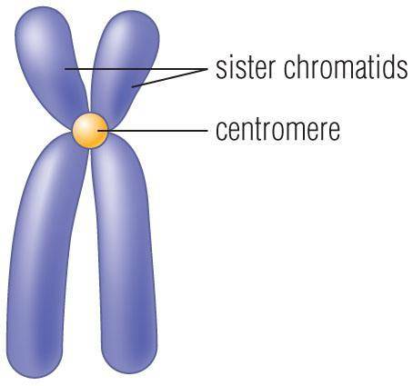 Sister chromatids are joined at the