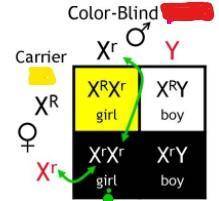 How can a female inherit red-green color blindness?(1 point) Her mother is a carrier, and her father