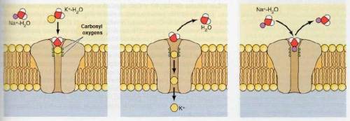 Sodium and potassium ion channels have several negatively charged residues at the entry to the chann