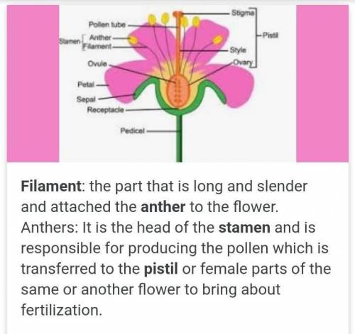 What are the essental parts of a flowers giveexample,