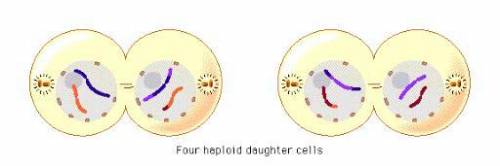 What happens during telophase II of meiosis?
