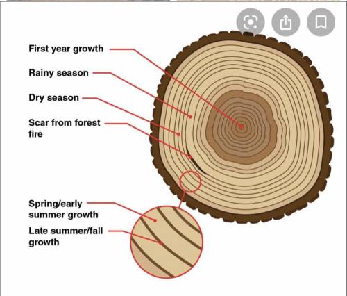 What can tree-ring dating tell archaeologists?
