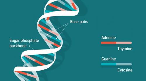 Which characteristics define or are associated with DNA?