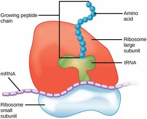 What is the job of a ribosome?