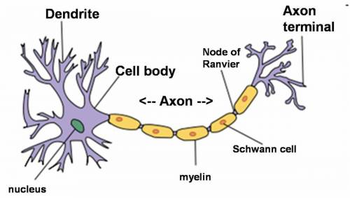 What does neuron look like???