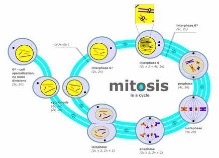 What is mistosis in a cell?