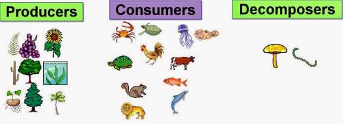 What are examples of consumers
