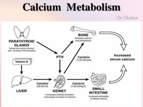 is involved in glucose metabolism.