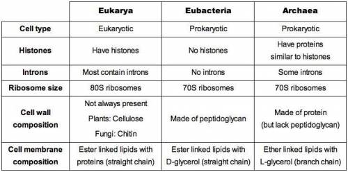 What’s the main difference between the two main groups of prokaryotes?

(WILL REWARD BRAINLIEST!)
A.