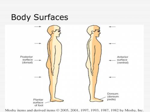 What does the dorsal surface refer to? *