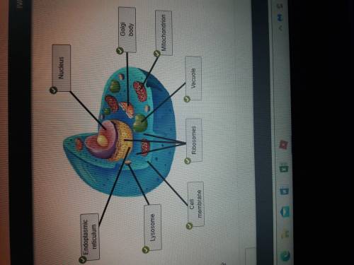 Match the labels to the

diagram.
Cell
Vacuole
membrane
Nucleus
Endoplasmic
reticulum
Ribosomes
Lyso