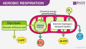 What is aerobic respiration?