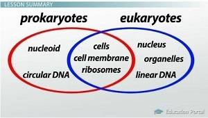 Similarities and differences between prokaryotic cells and eukaryotic cells