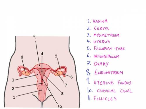 I NEED THE ANSWER ASAP PLZ

What part of the female reproductive system is highlighted below?A.Cervi