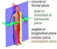 A section that divides the body on the longitudinal plane into equal right and left parts is called: