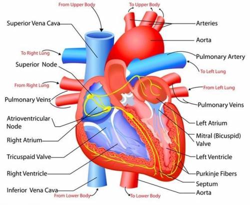 Identify the structures of the heart.