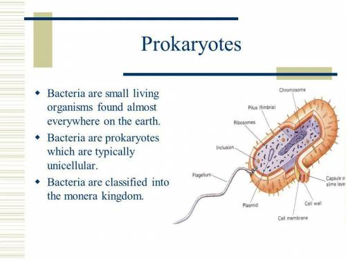 Most bacteria are... 100 points!

A. unicellular eukaryotes.
B. unicellular prokaryotes.
C. multicel