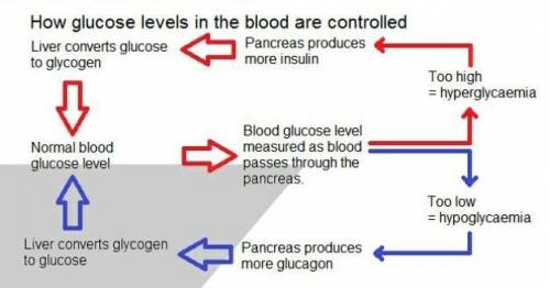 Which of the following statement(s) is/are true?

1. Insulin converts glucose to glycogen2. Insulin