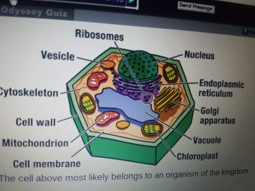 The cell above most likely belongs to an organism of the kingdom a) animalia b) plantae