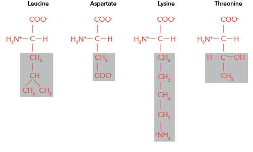 Use the following structures of amino acids to answer the questions below. note that the difference