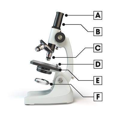Best answer gets !  which part of the compound light microscope is used to change magnificatio