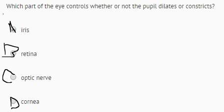 Which part of the eye controls whether or not the pupil dilates or constricts?