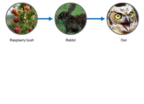Which term describes this diagram?  a. trophic level b. food web