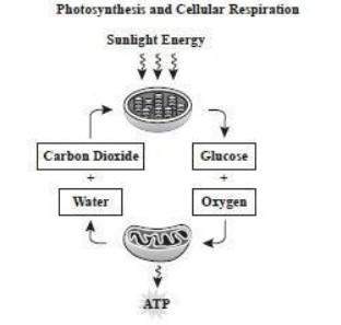 The diagram below shows the relationship between photosynthesis and cellular respiration and the org
