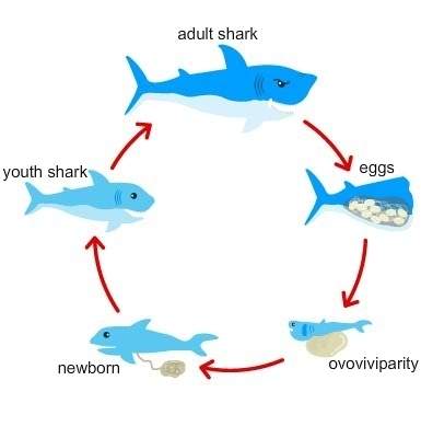 Based on the diagram, what conclusion can you make about the shark’s growth and development? &lt;