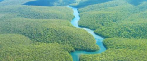 Here is a picture of the amazon rain forest. which aspect of this rain forest might an ecologist stu