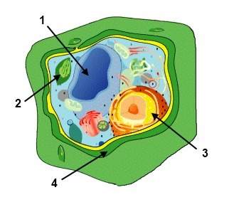 Plz  in the above diagram of a plant cell, what is the function of structure 2?
