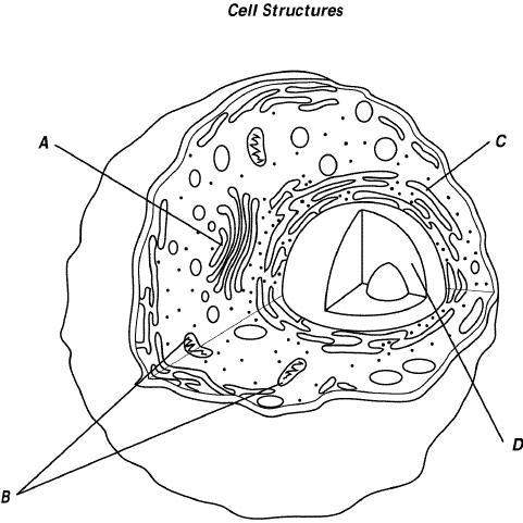 4. organelles that use energy from sunlight to produce food are called  ribosomes&lt;